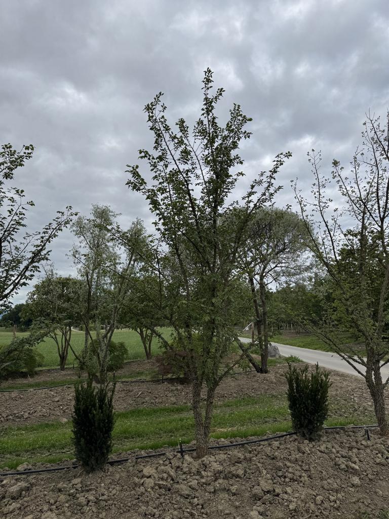 Ulmus minor 'Supercork'