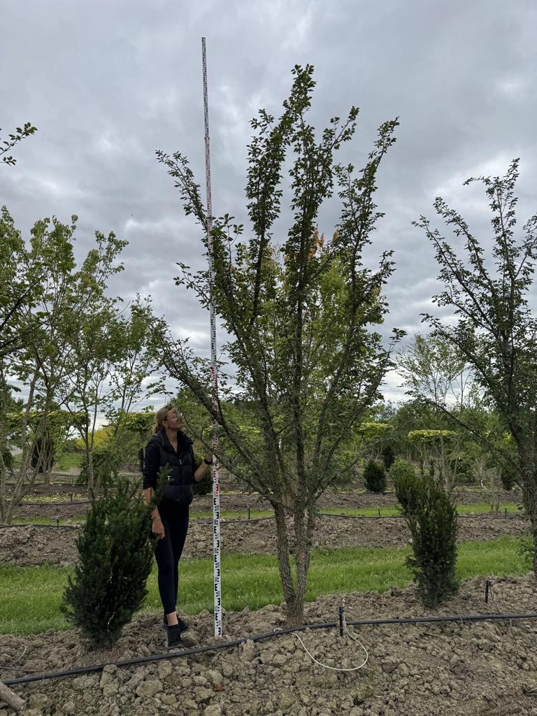 Ulmus minor 'Supercork'