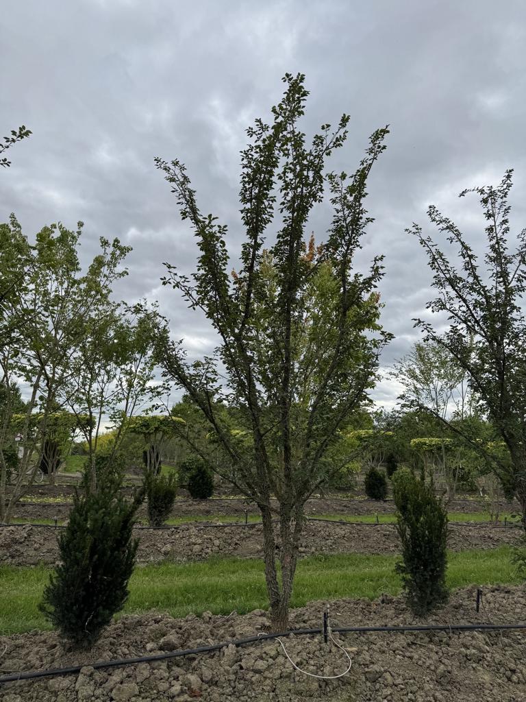 Ulmus minor 'Supercork'