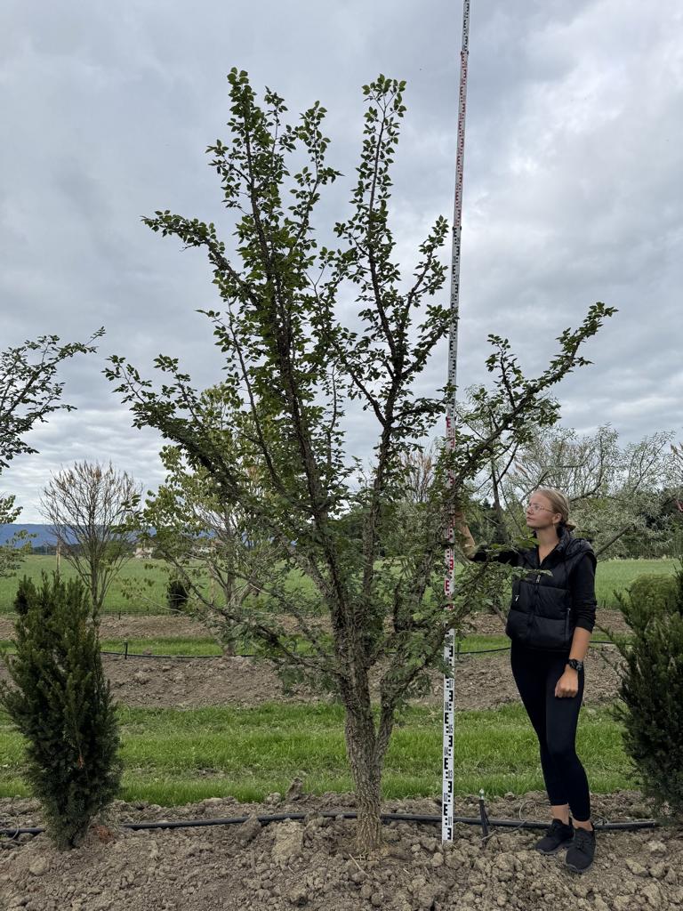 Ulmus minor 'Supercork'