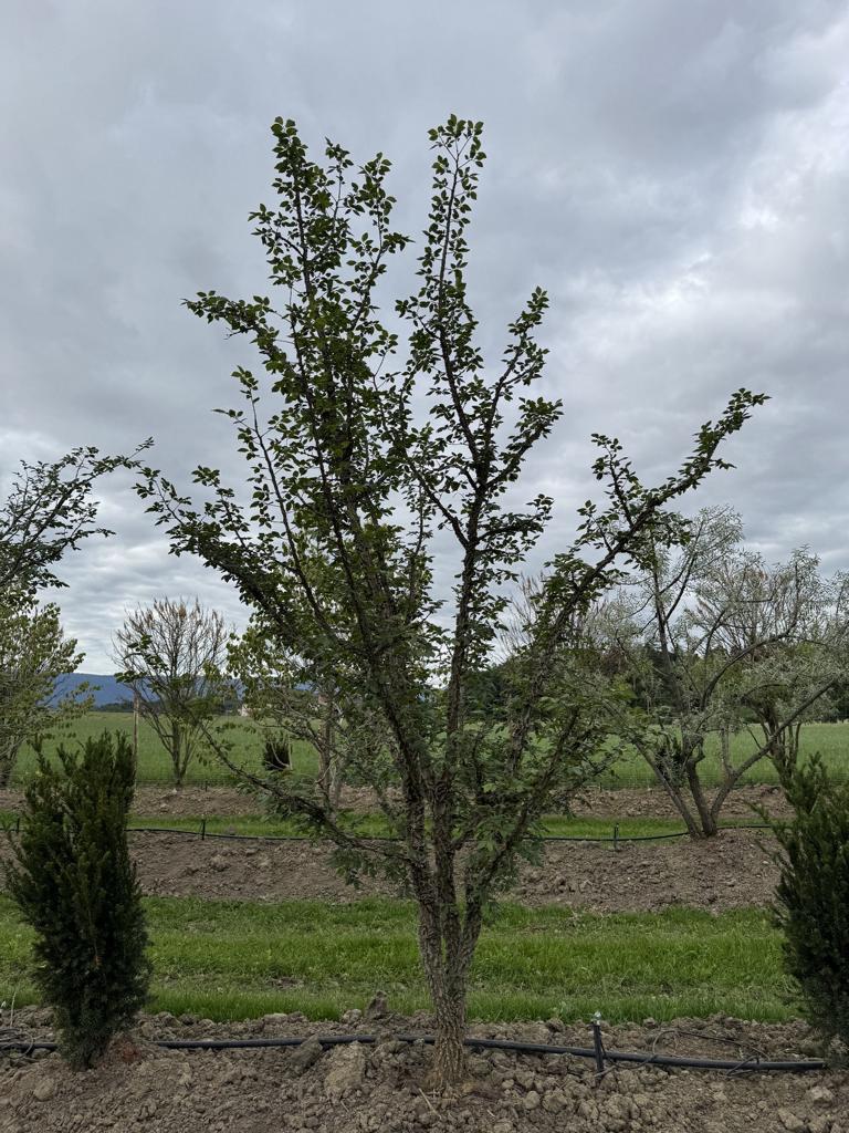 Ulmus minor 'Supercork'