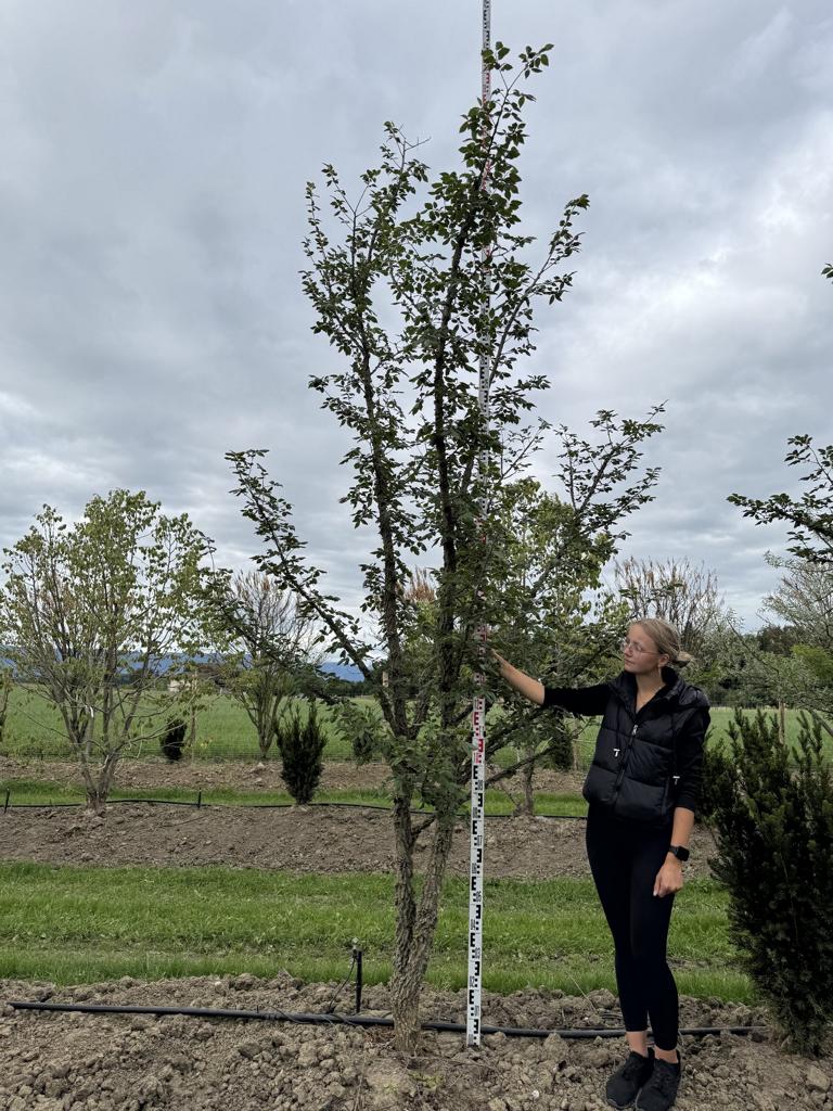 Ulmus minor 'Supercork'