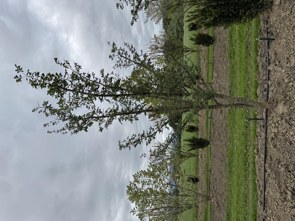 Ulmus minor 'Supercork'