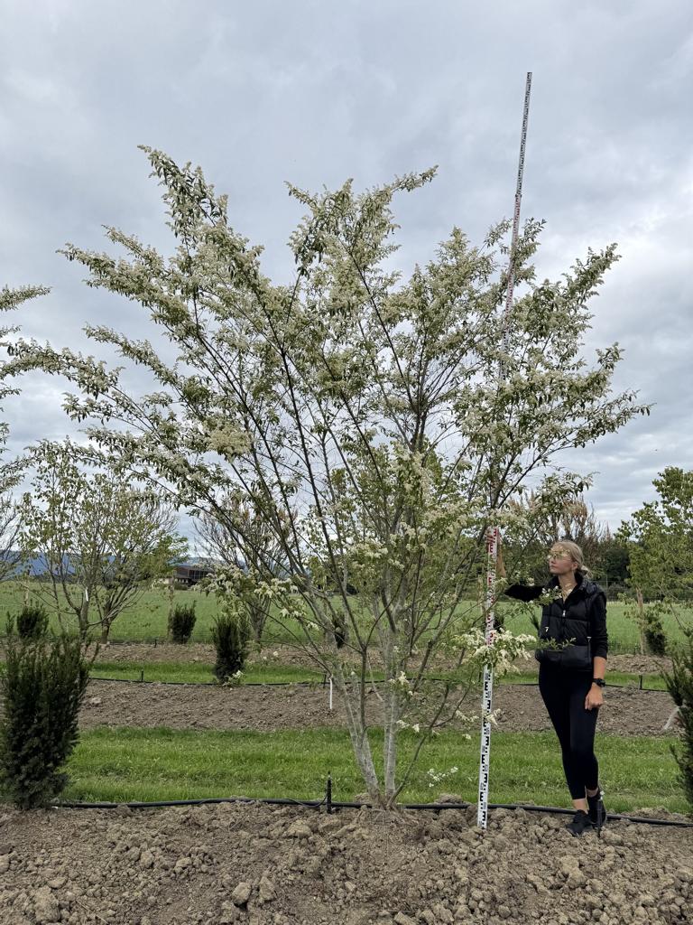 Ligustrum ibota