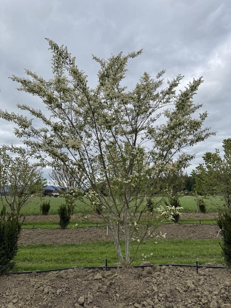 Ligustrum ibota