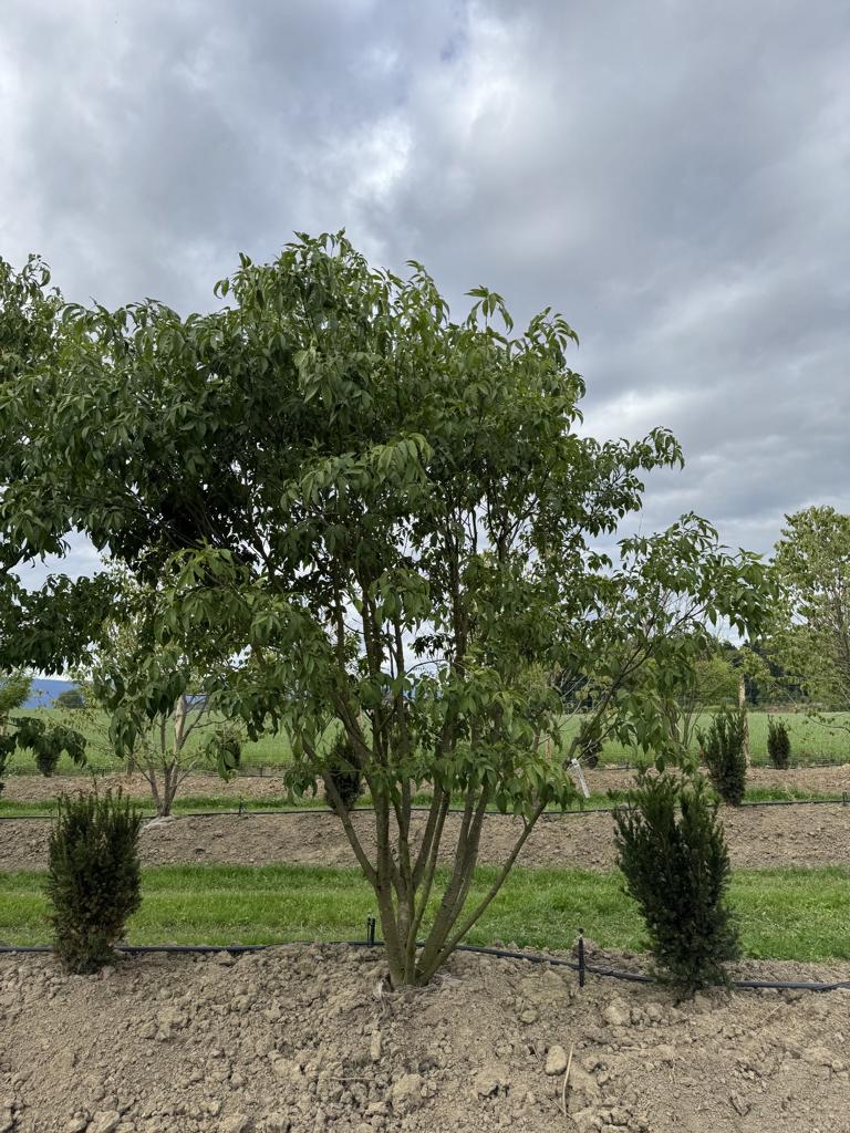 Fraxinus sieboldiana (mariesii)