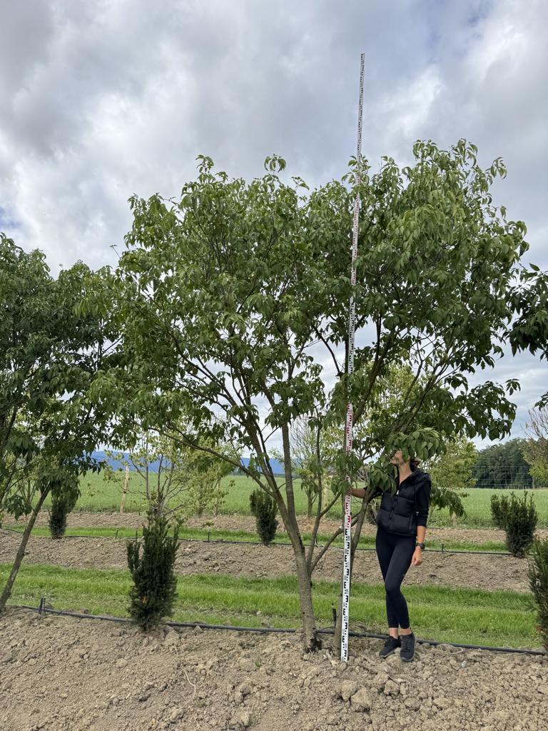 Fraxinus sieboldiana (mariesii)