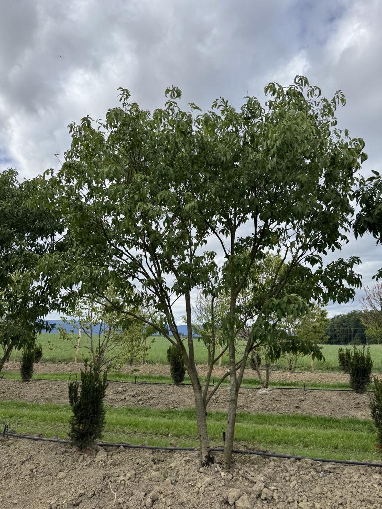 Fraxinus sieboldiana (mariesii)