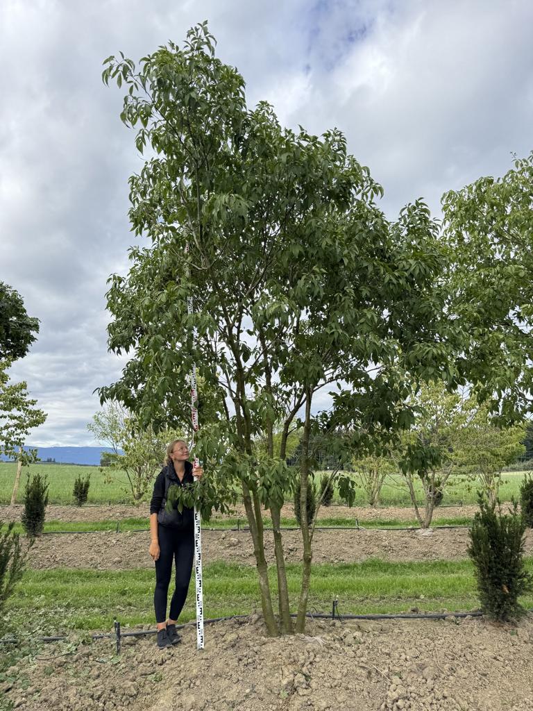 Fraxinus sieboldiana (mariesii)