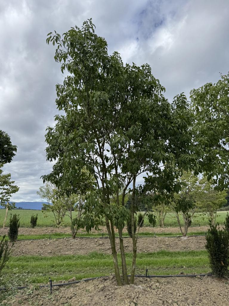 Fraxinus sieboldiana (mariesii)