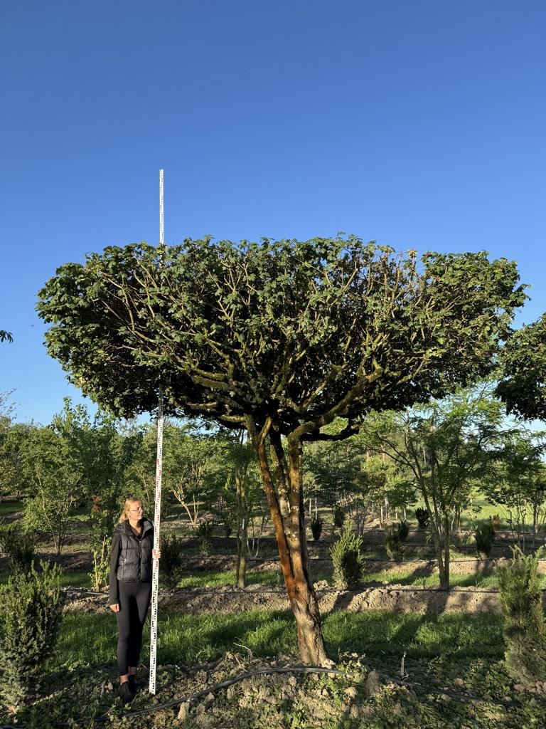 Acer campestre dachförmig