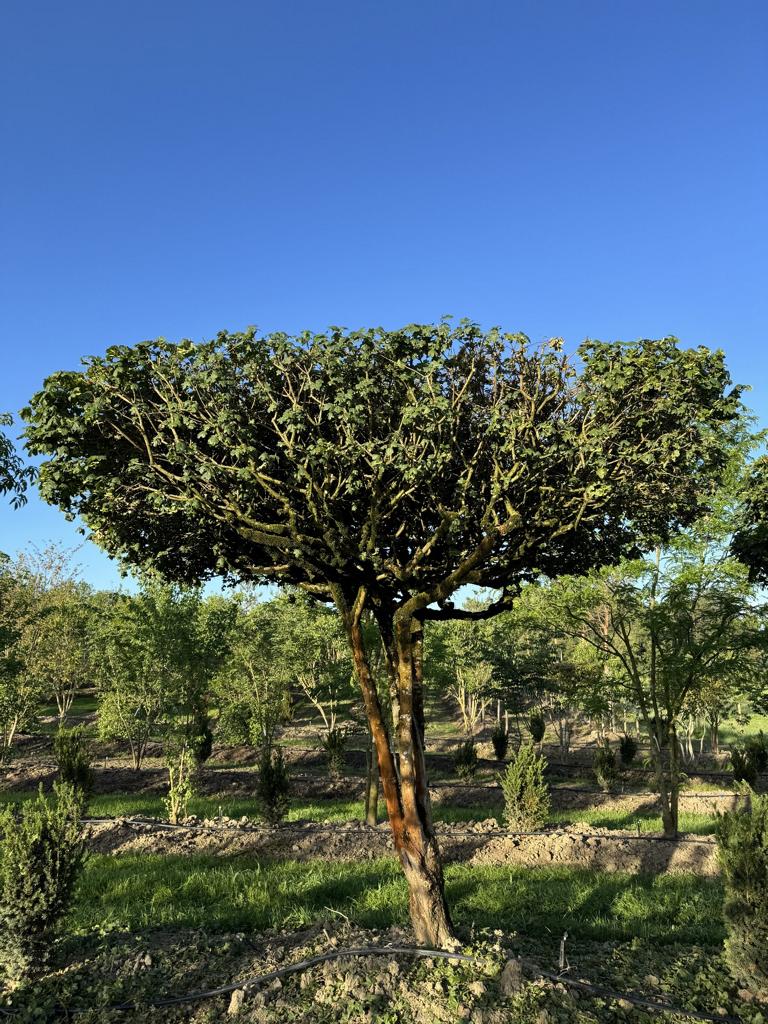 Acer campestre dachförmig