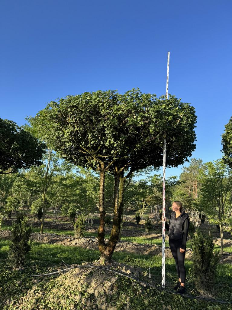 Acer campestre dachförmig