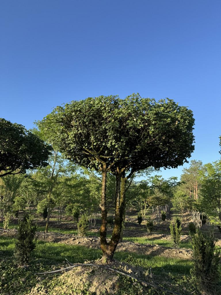 Acer campestre dachförmig