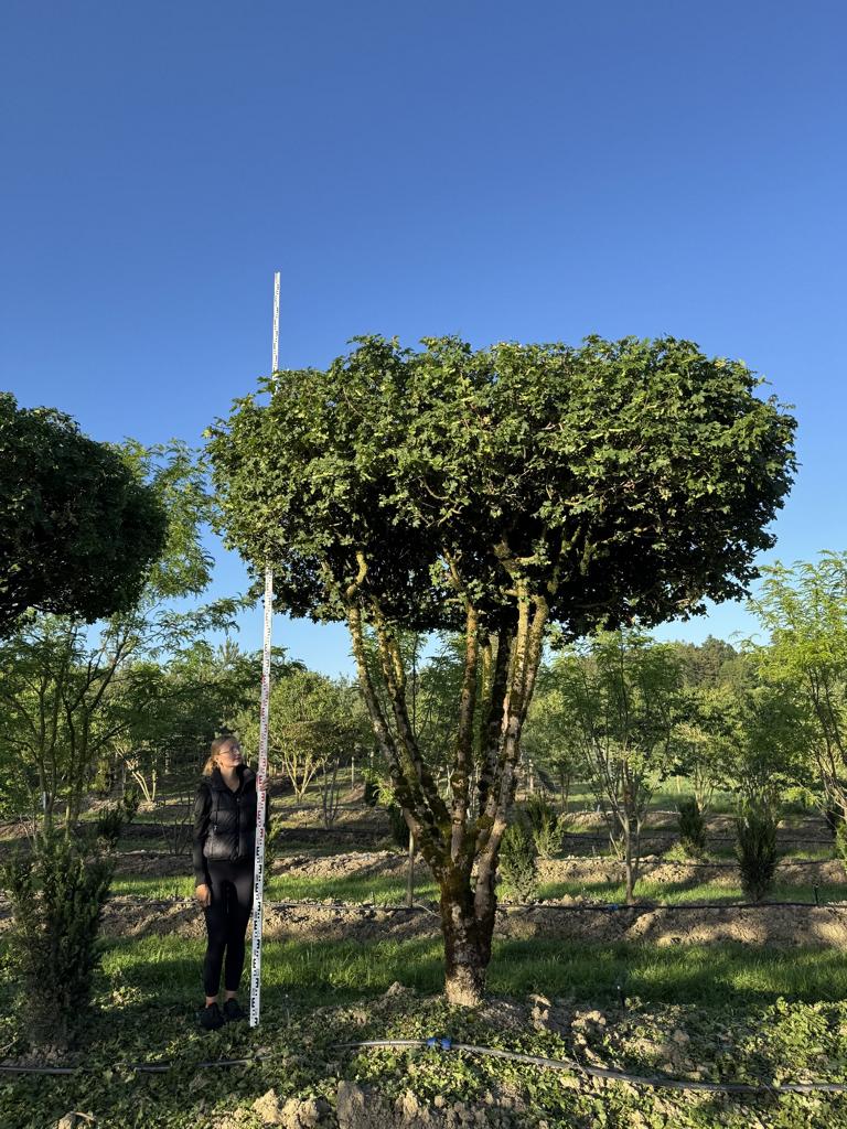 Acer campestre dachförmig