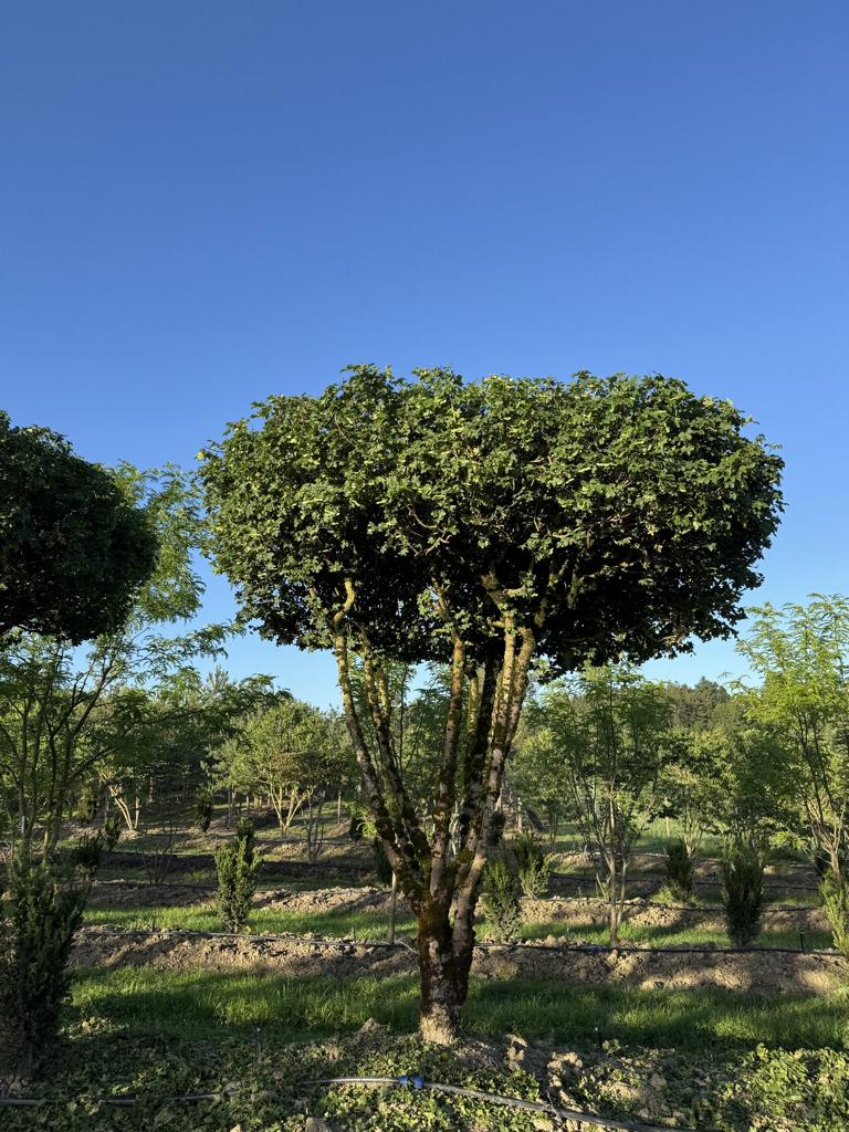 Acer campestre dachförmig