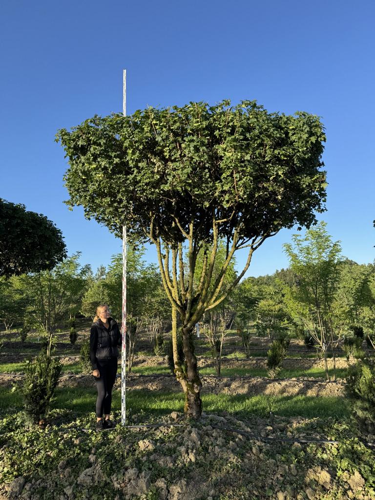 Acer campestre dachförmig