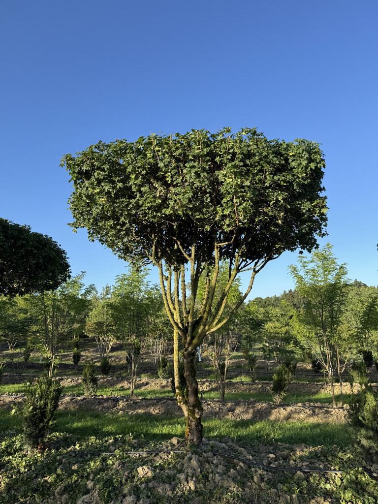 Acer campestre dachförmig