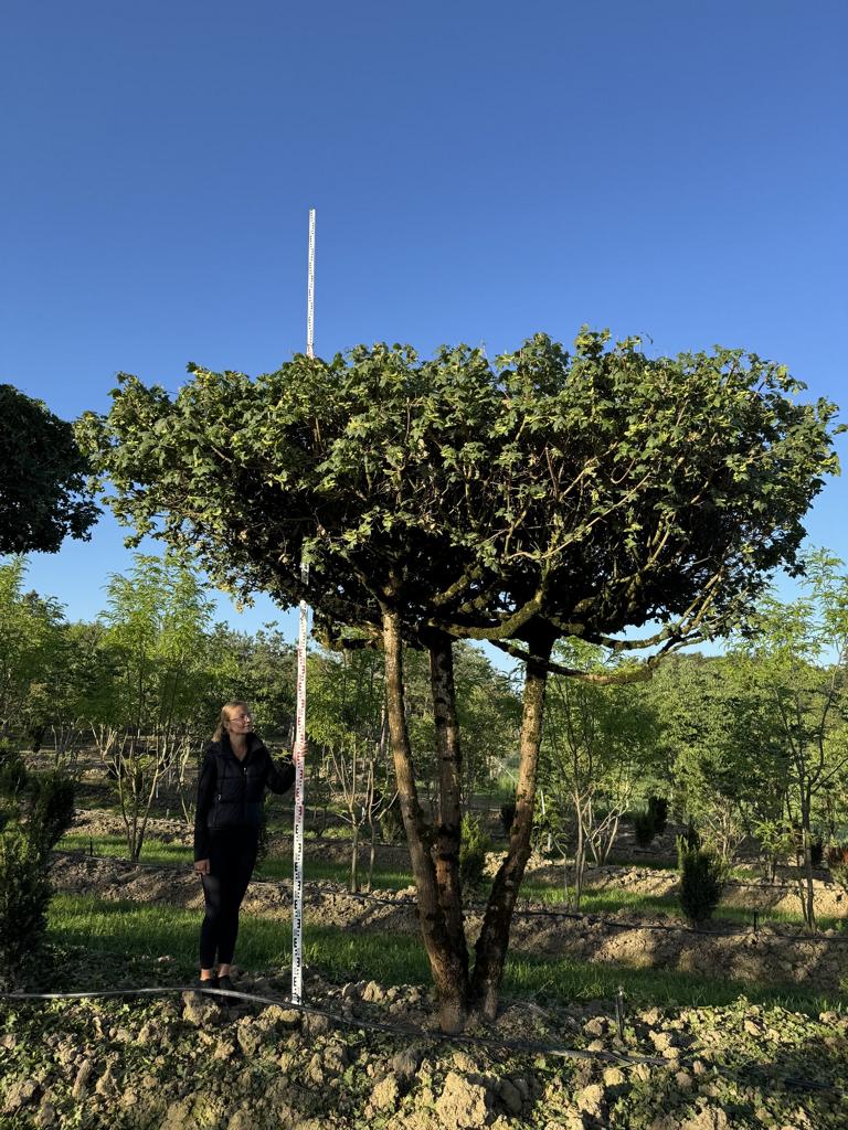 Acer campestre dachförmig
