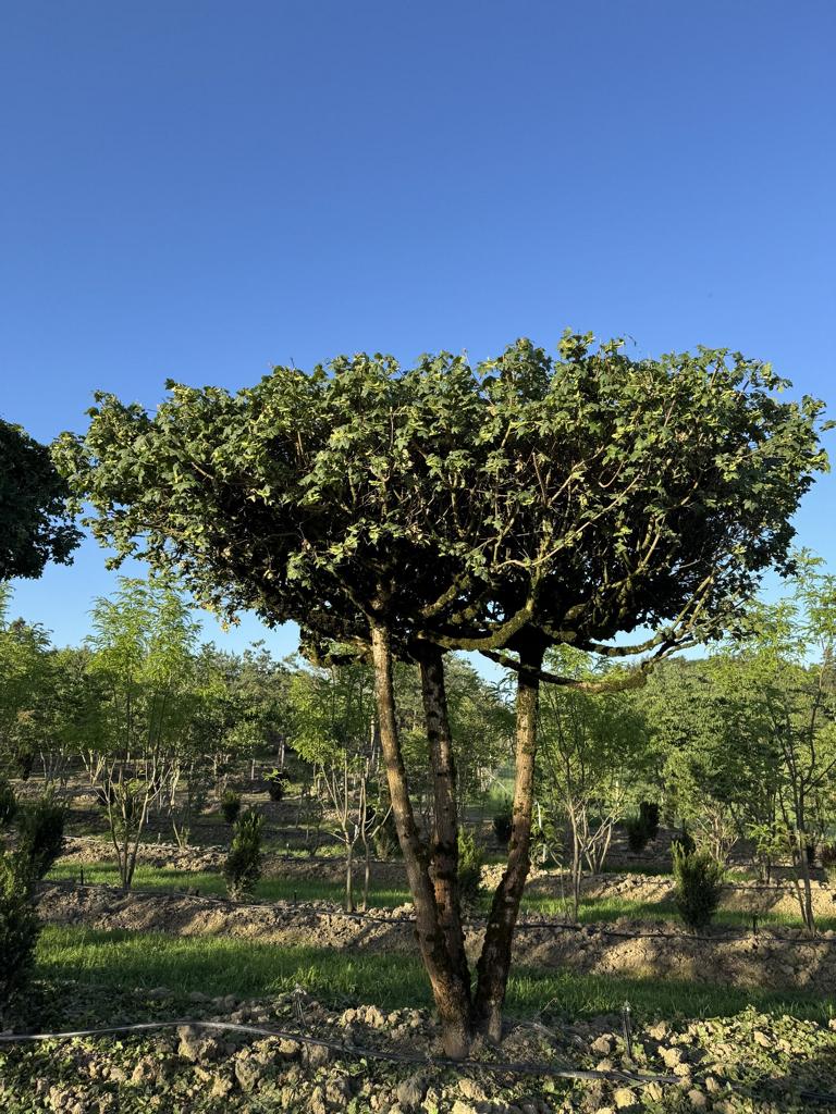 Acer campestre dachförmig