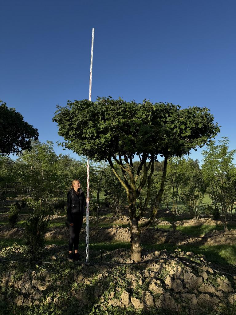 Acer campestre dachförmig