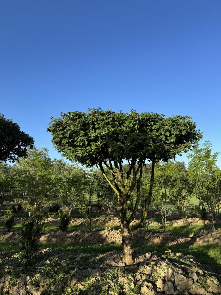 Acer campestre dachförmig