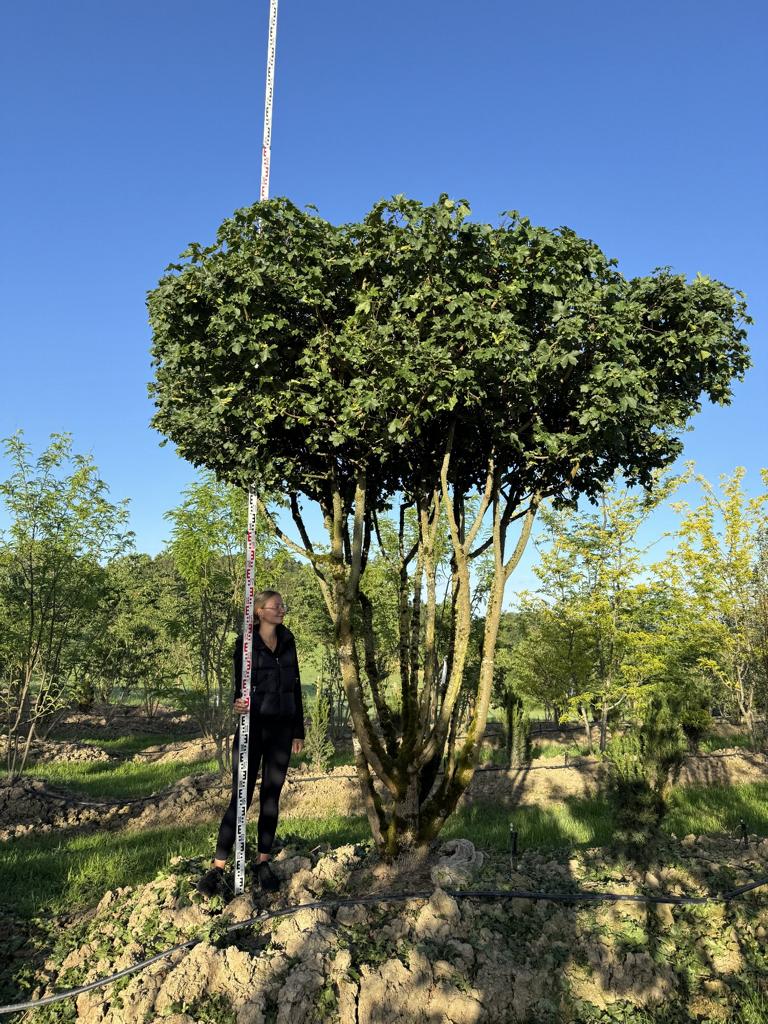 Acer campestre dachförmig