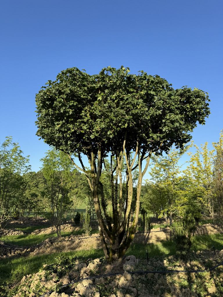Acer campestre dachförmig