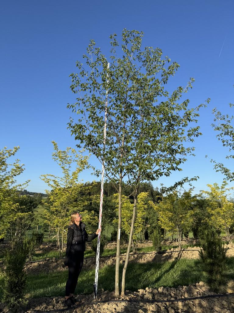 Alnus spaethii (x)