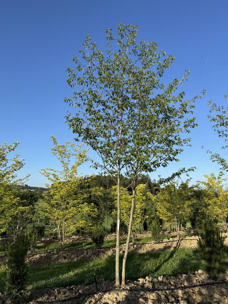Alnus spaethii (x)