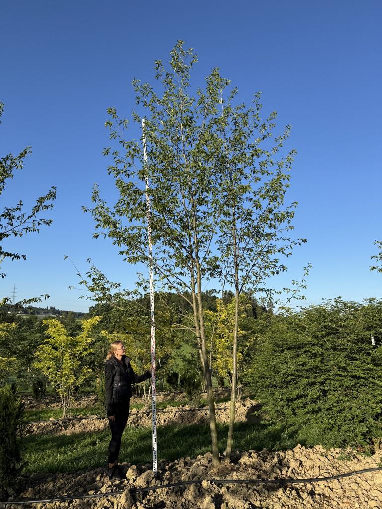 Alnus spaethii (x)
