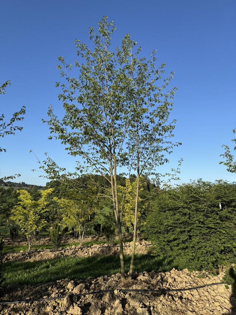 Alnus spaethii (x)