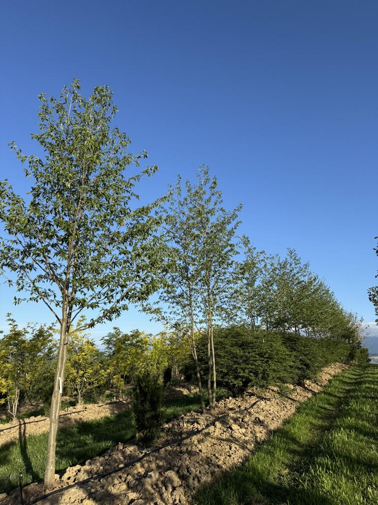 Alnus spaethii (x)