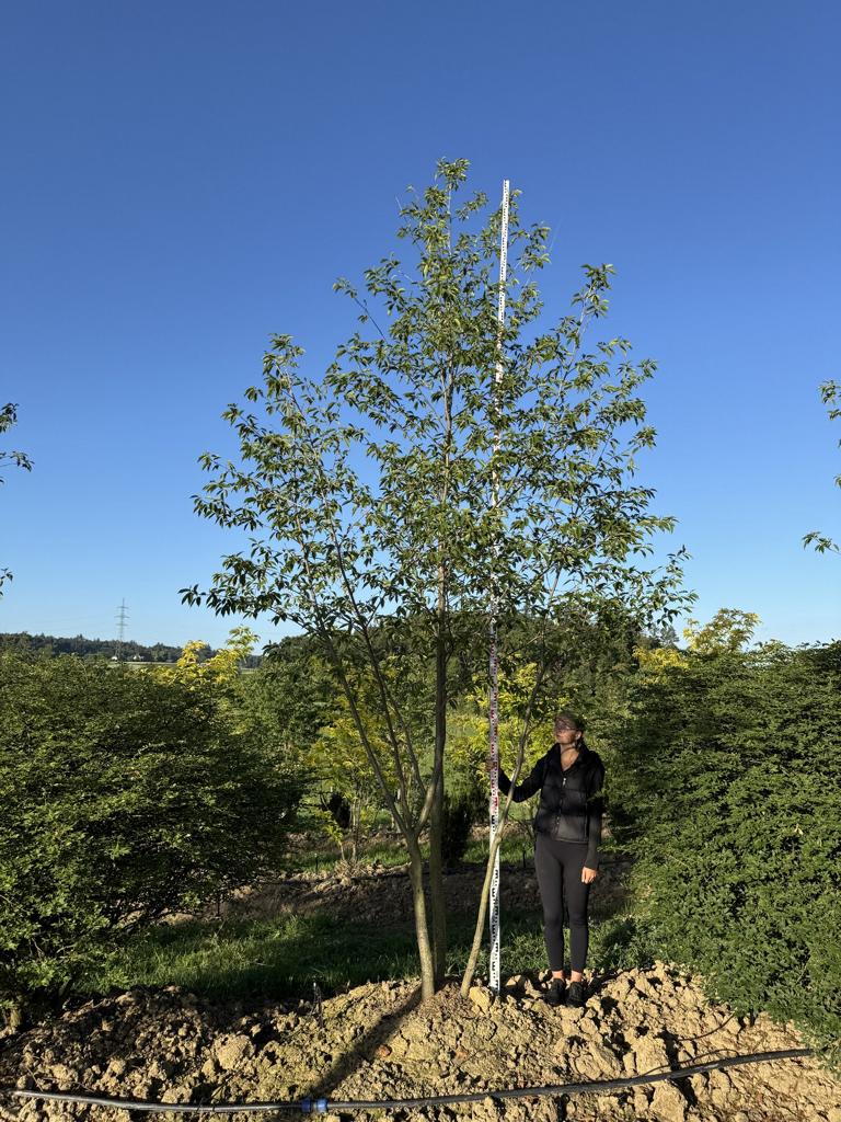 Alnus spaethii (x)