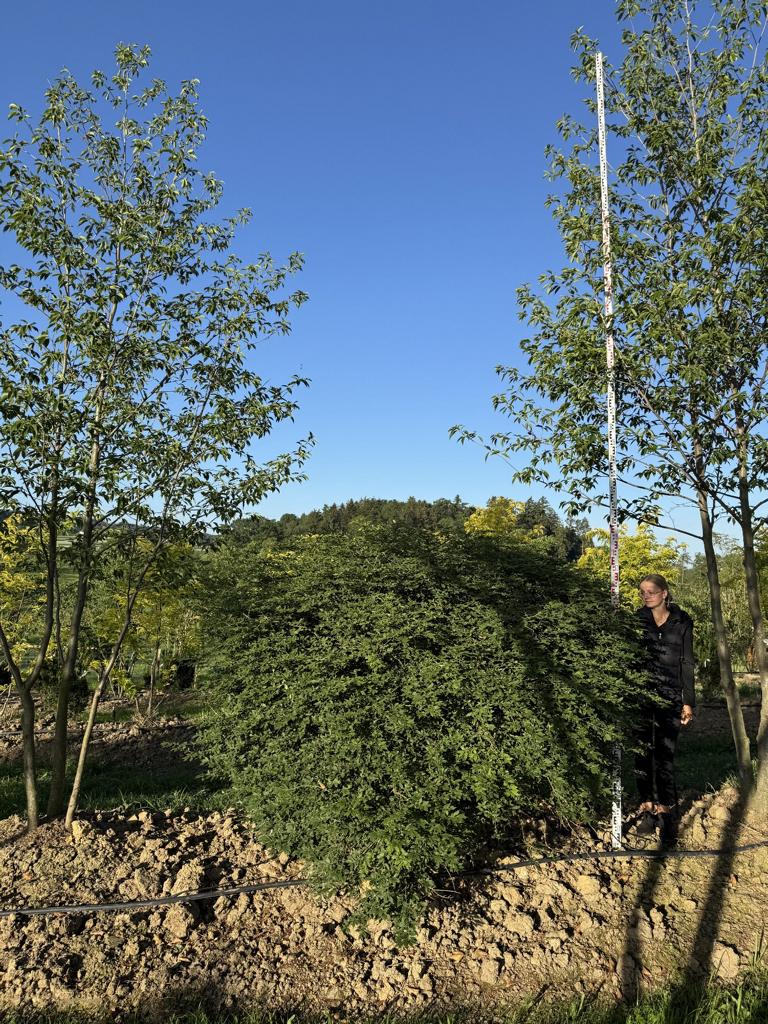 Euonymus alatus Kugel