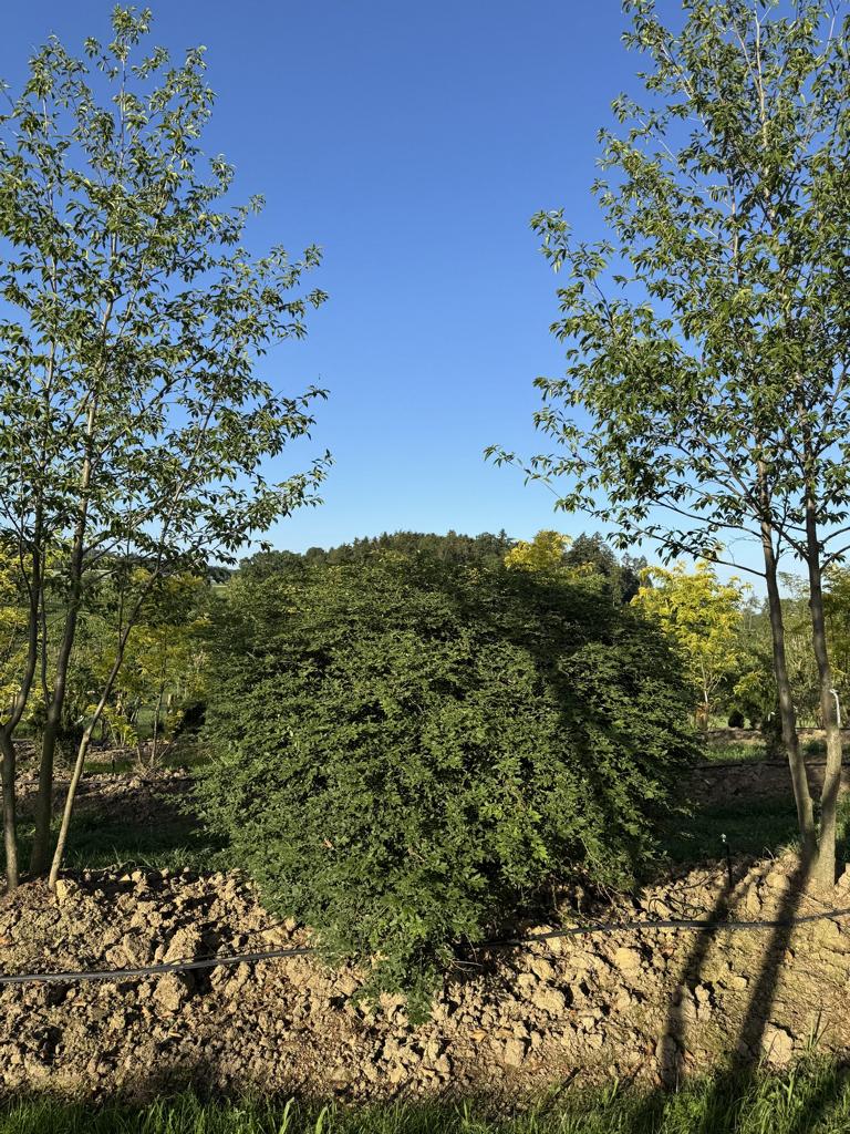 Euonymus alatus Kugel
