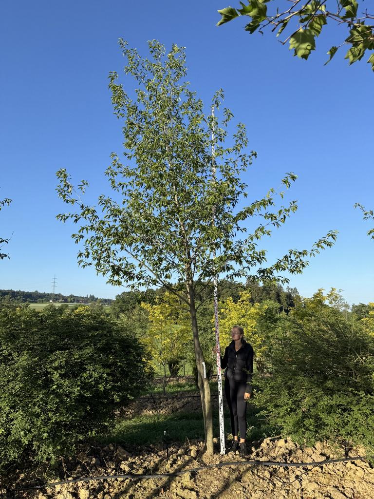Alnus spaethii (x)