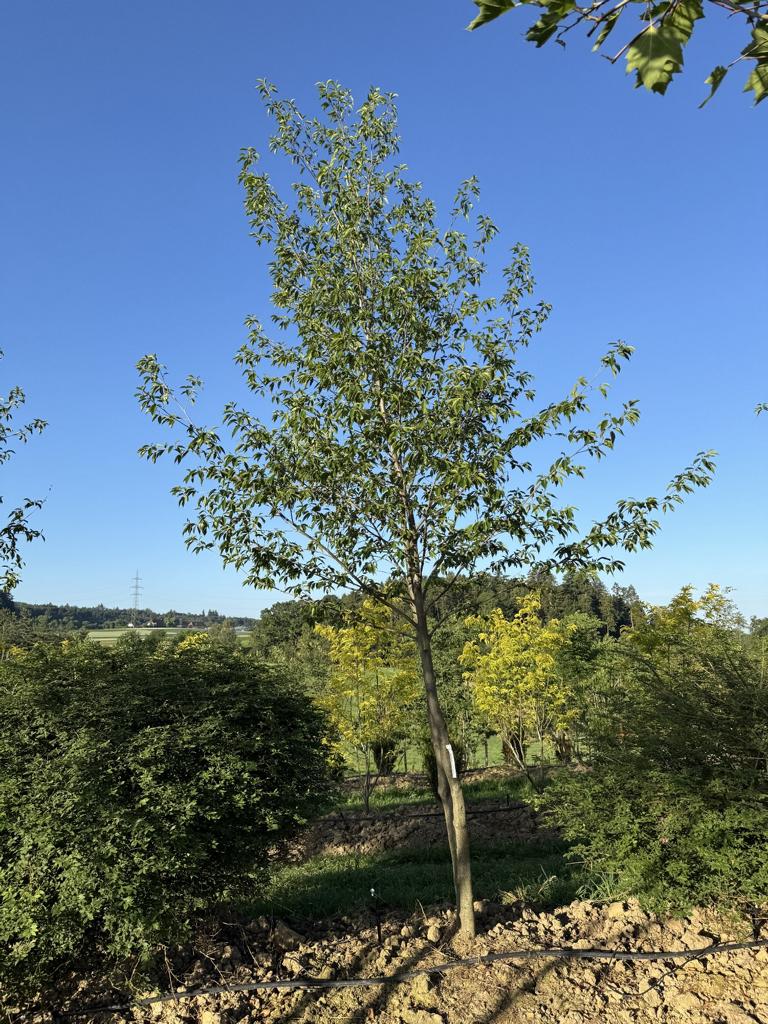 Alnus spaethii (x)