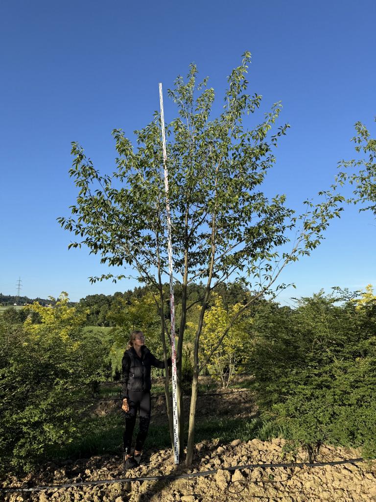 Alnus spaethii (x)