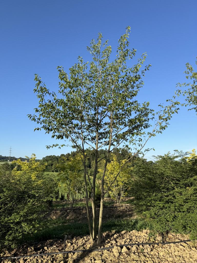 Alnus spaethii (x)