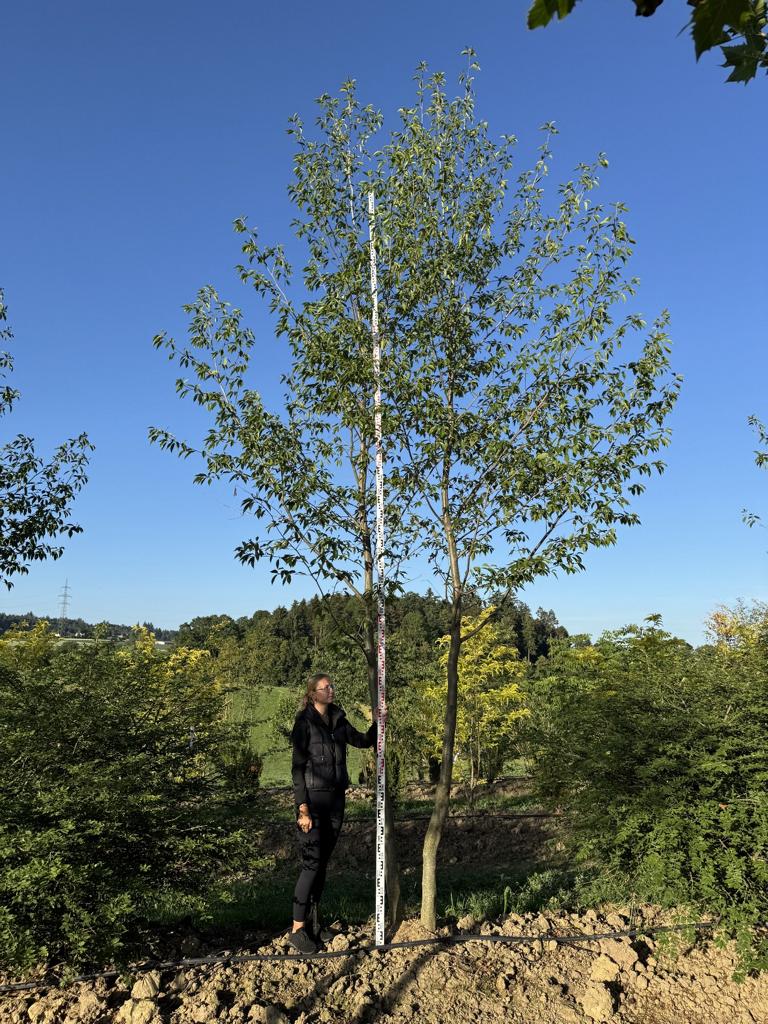 Alnus spaethii (x)