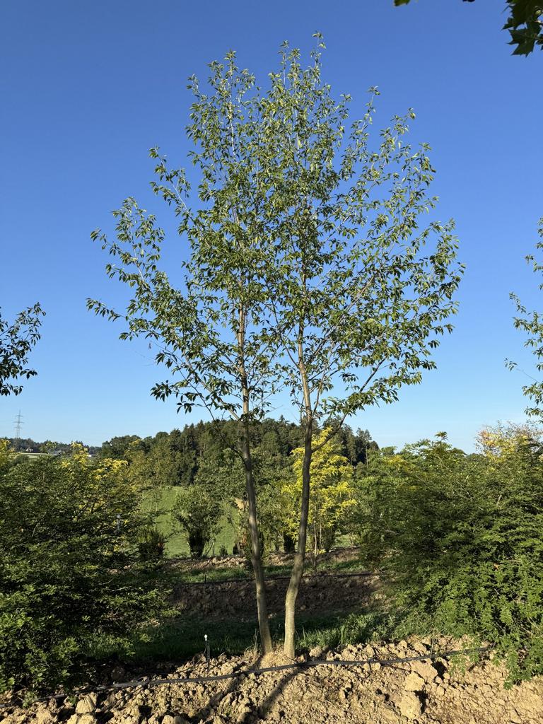 Alnus spaethii (x)