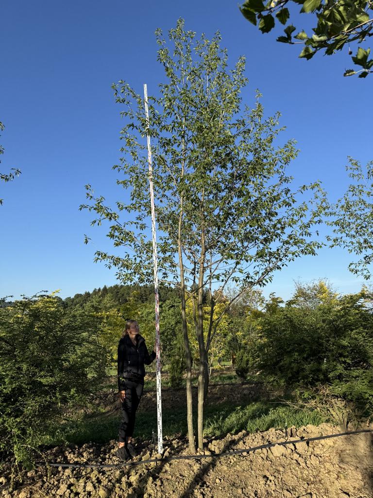 Alnus spaethii (x)