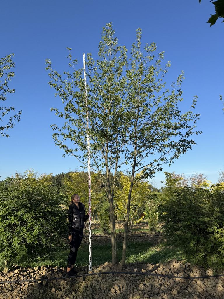 Alnus spaethii (x)