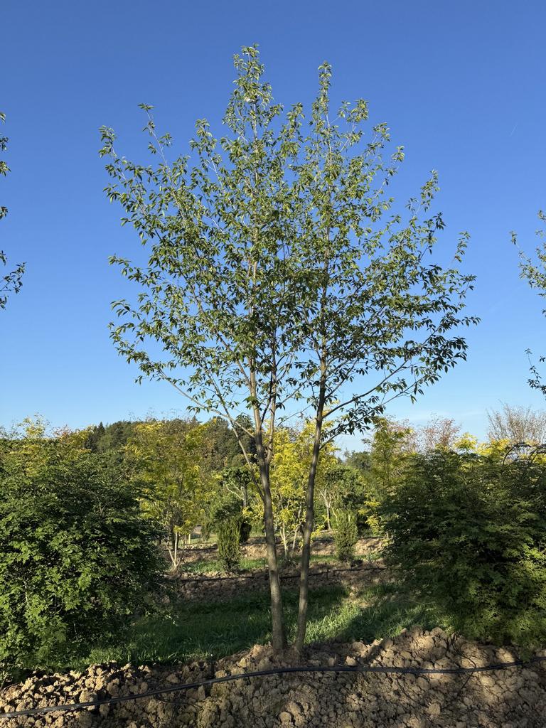 Alnus spaethii (x)
