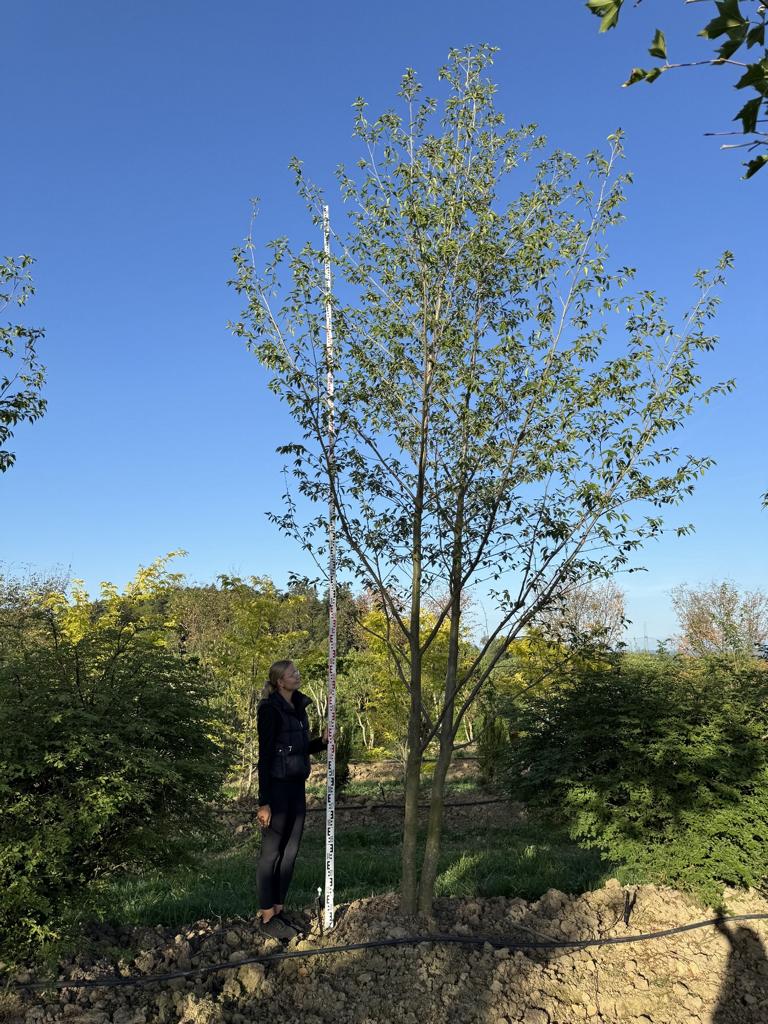 Alnus spaethii (x)