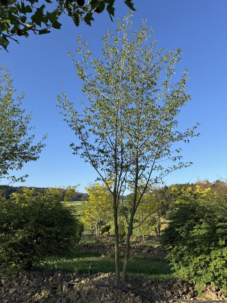Alnus spaethii (x)