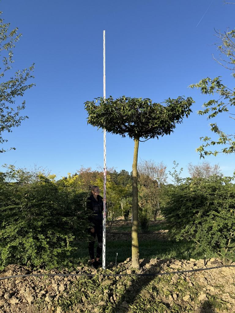 Carpinus japonica dachförmig