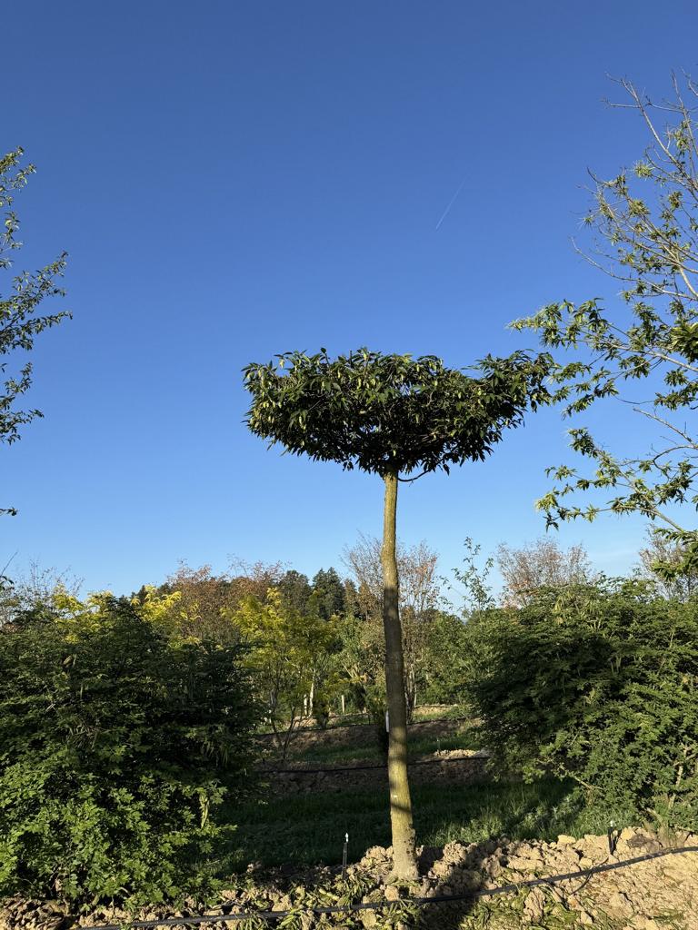 Carpinus japonica dachförmig