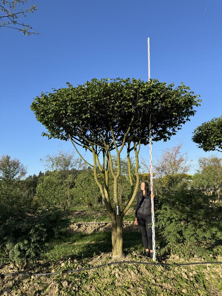 Carpinus betulus dachförmig